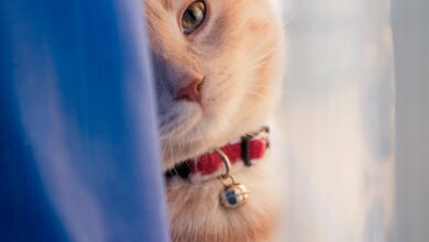 أجمل أنواع القطط