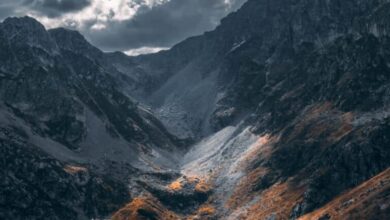 رضية التكتاتونية