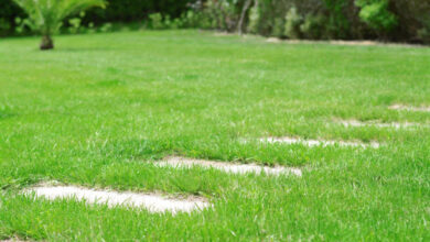 حديقة الملك سلمان